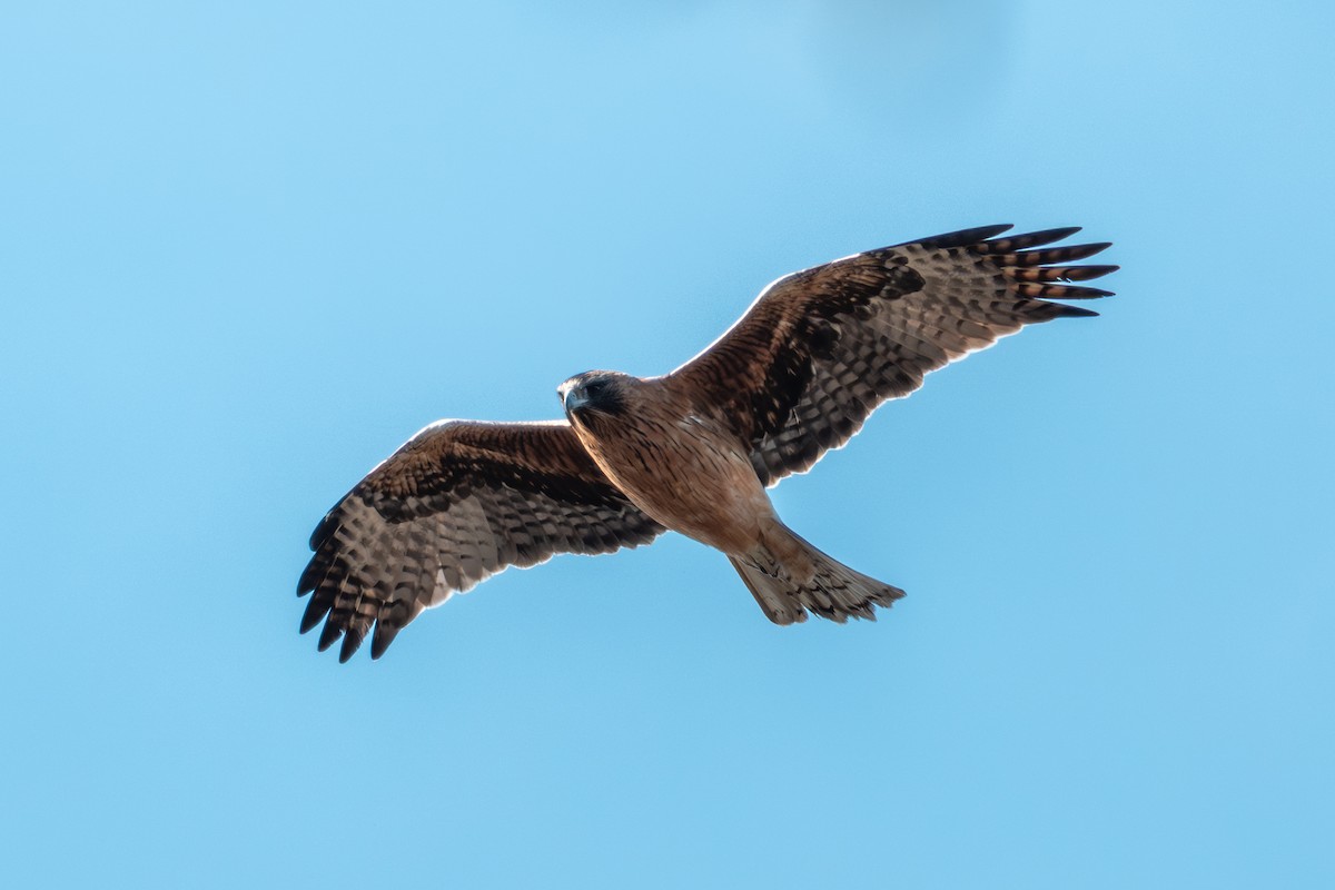 Little Eagle - ML639147916