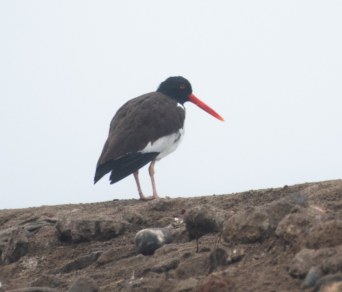 ústřičník americký - ML639147920