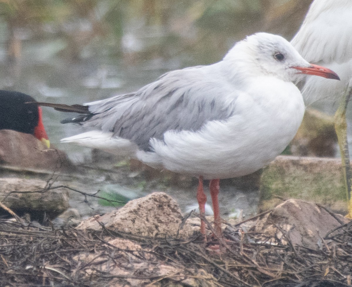 racek šedohlavý - ML639147929