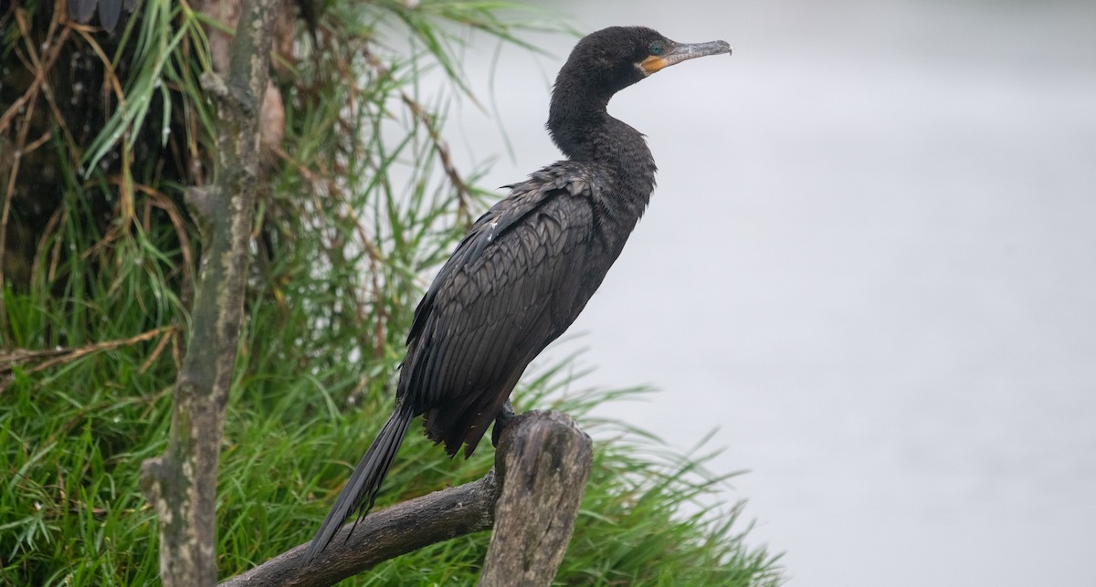 kormorán neotropický - ML639147971