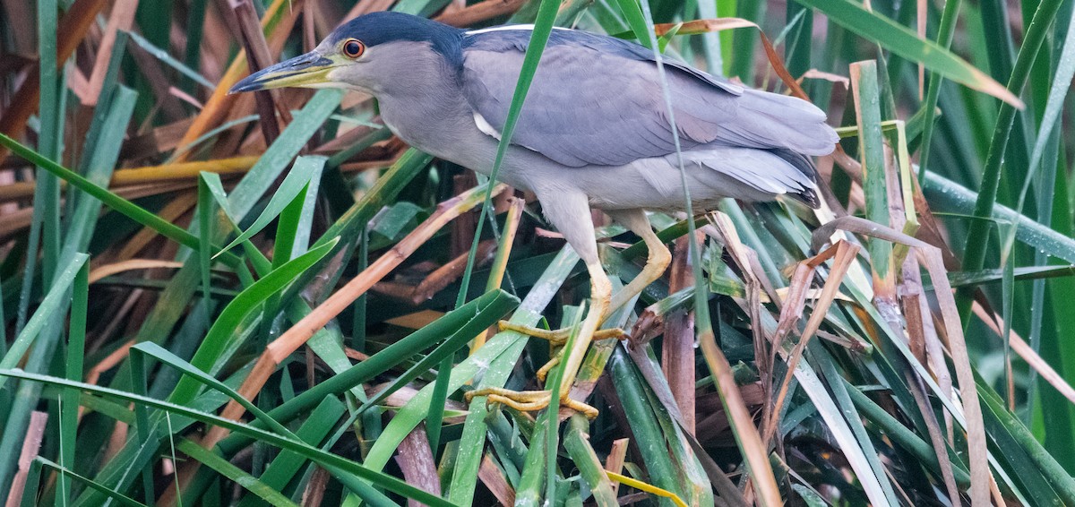 kvakoš noční - ML639147992