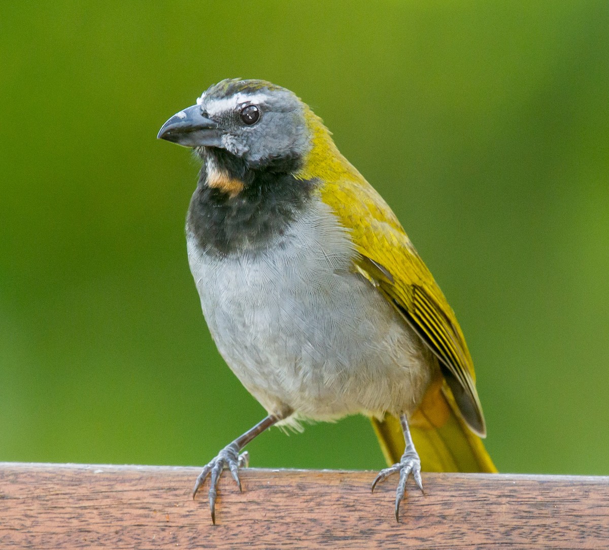 Buff-throated Saltator - ML639147996