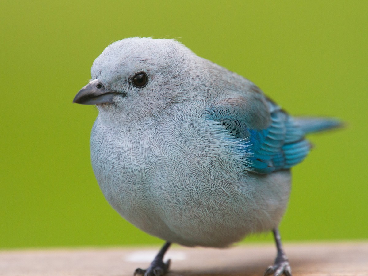 Blue-gray Tanager - ML639148002