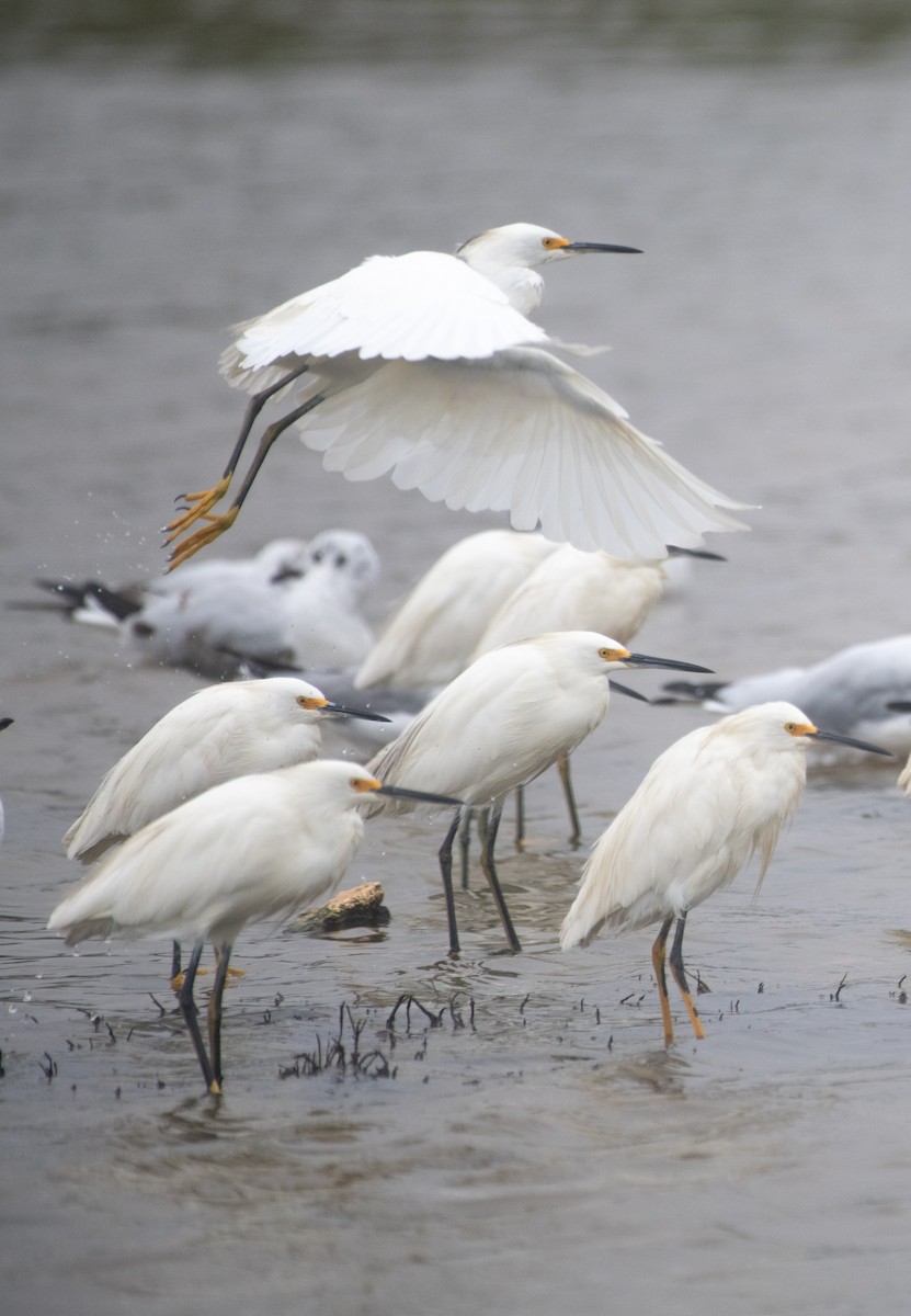 volavka bělostná - ML639148011