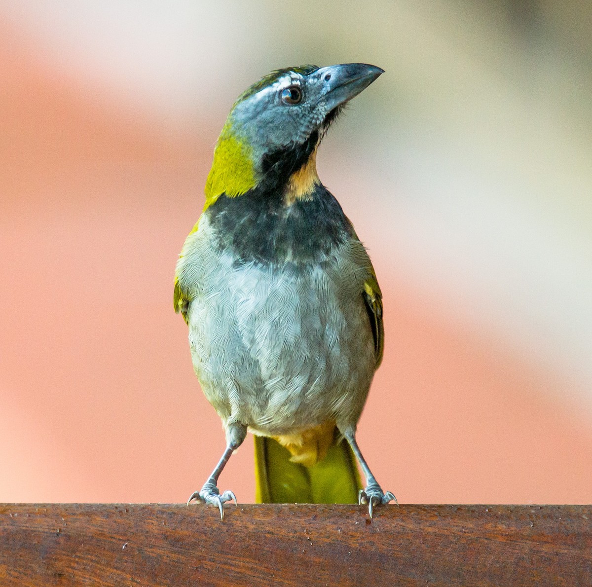 Buff-throated Saltator - ML639148013