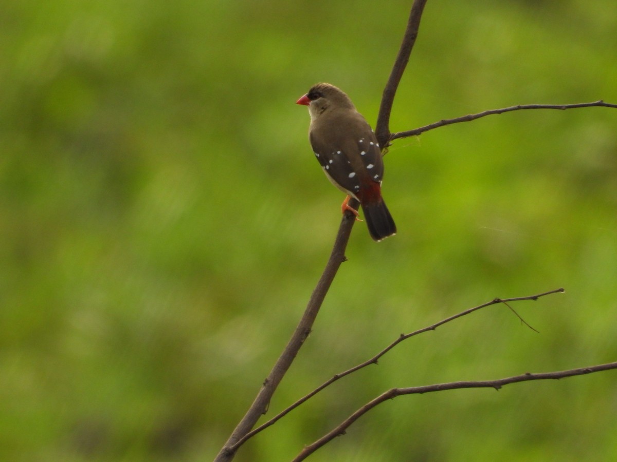 Red Avadavat - ML639148016