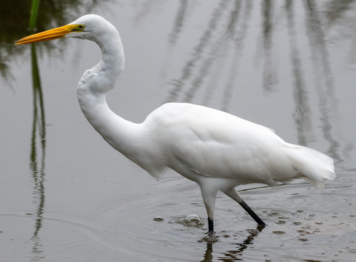 volavka bílá - ML639148017