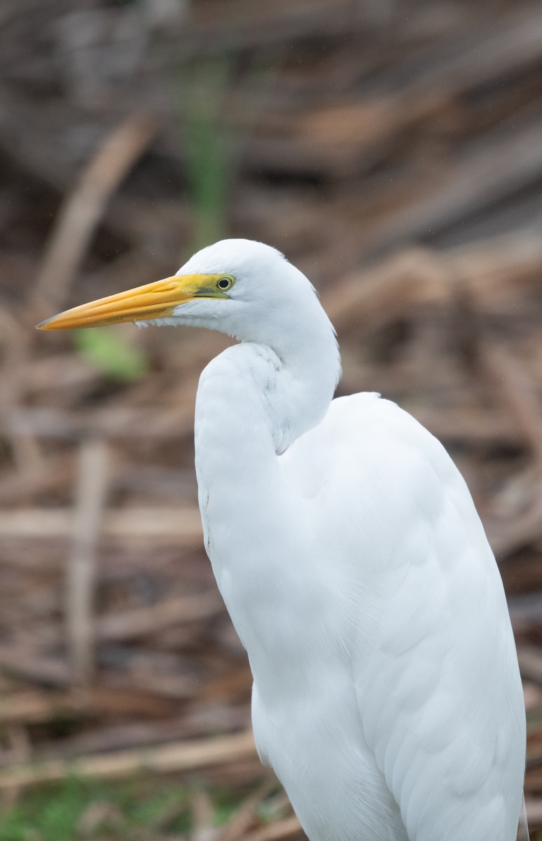 volavka bílá - ML639148019