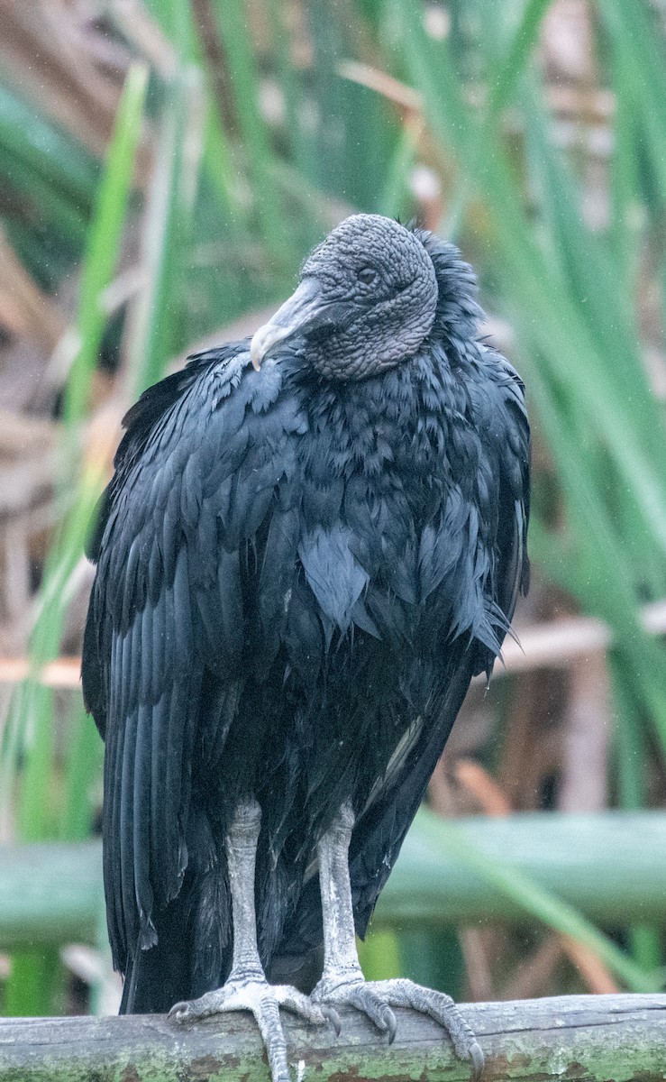 kondor havranovitý - ML639148038