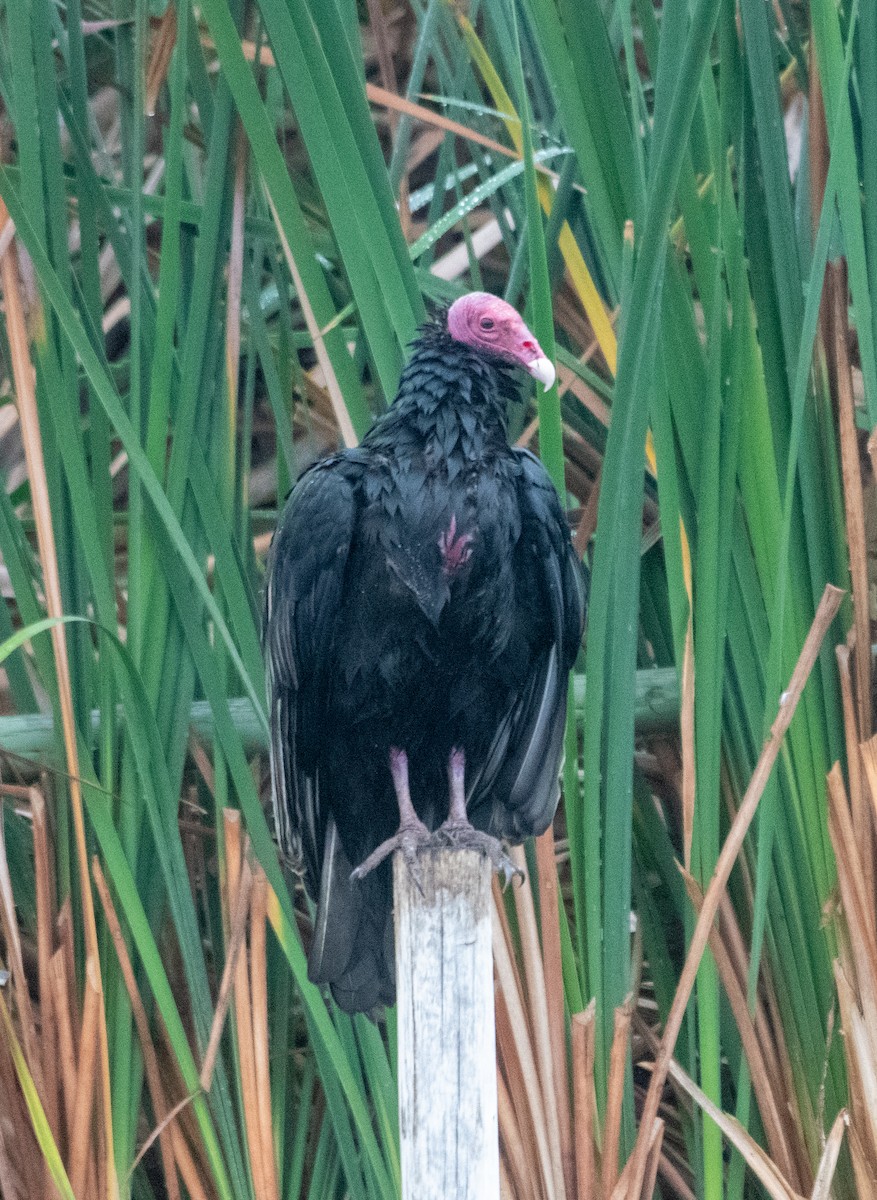 kondor krocanovitý - ML639148040