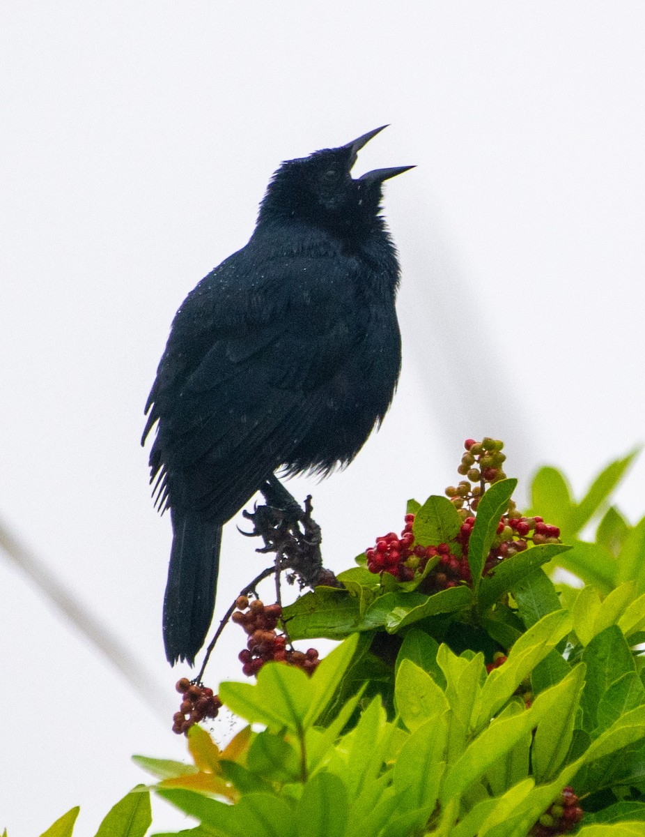 Scrub Blackbird - ML639148042