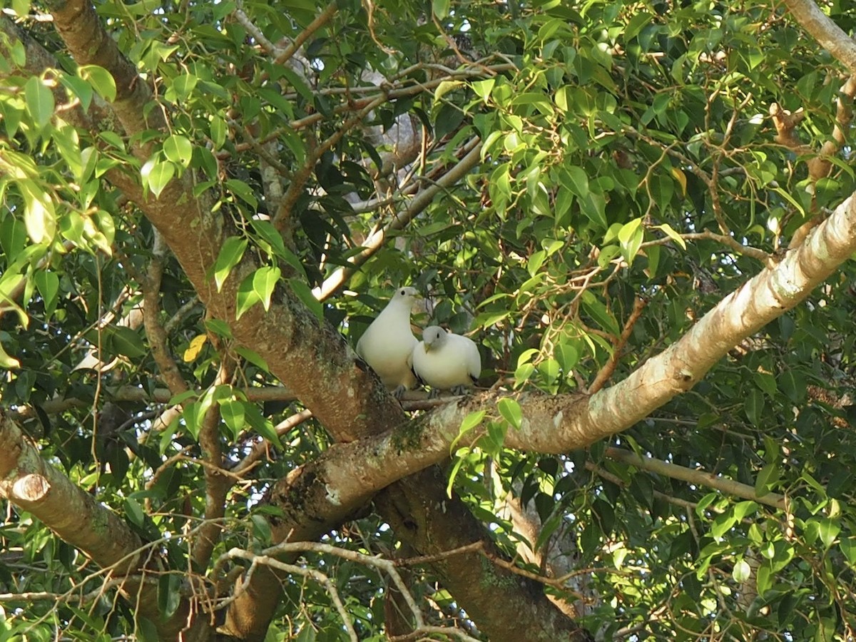 Torresian Imperial-Pigeon - ML639148073