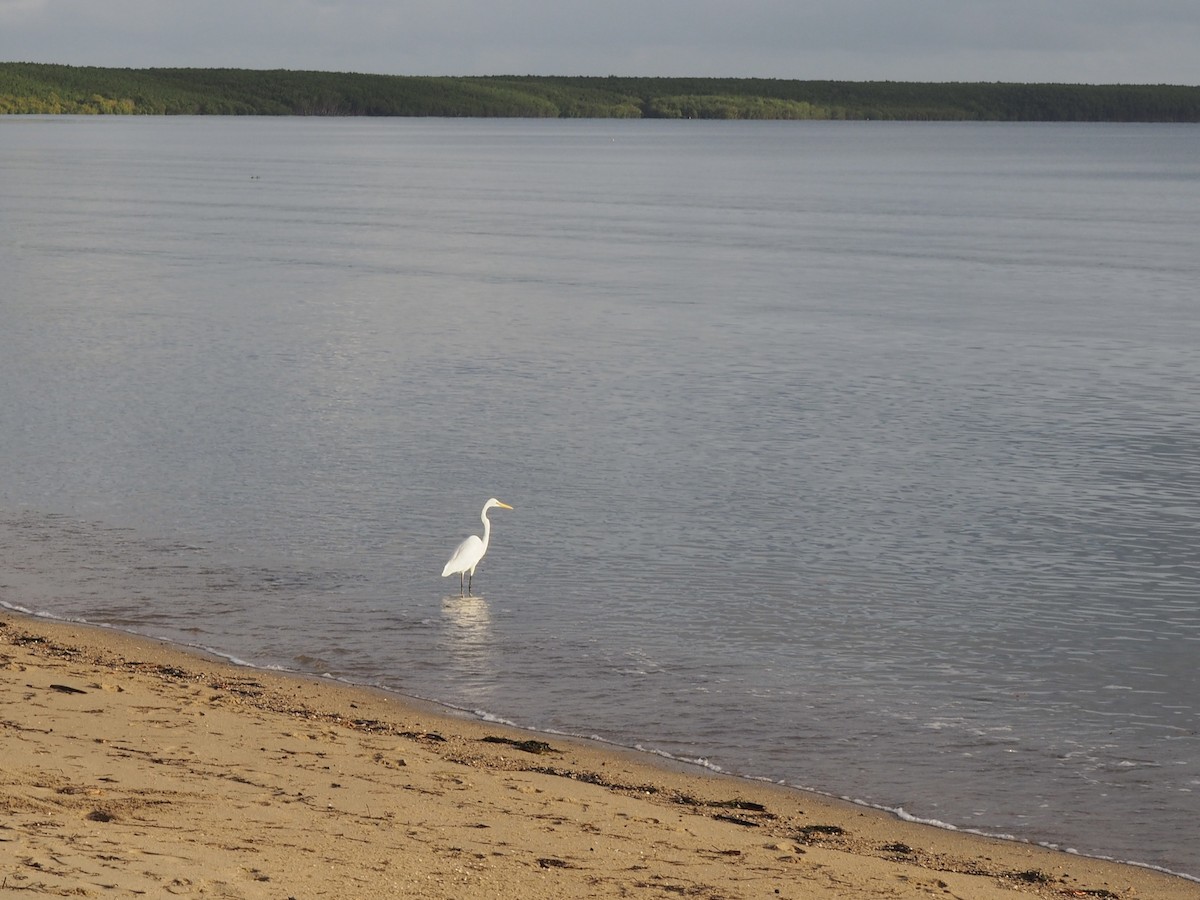 Great Egret - ML639148109