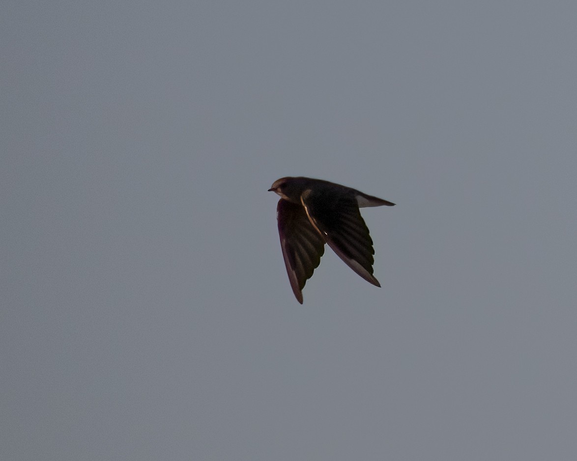 Plain Martin - ML639148153