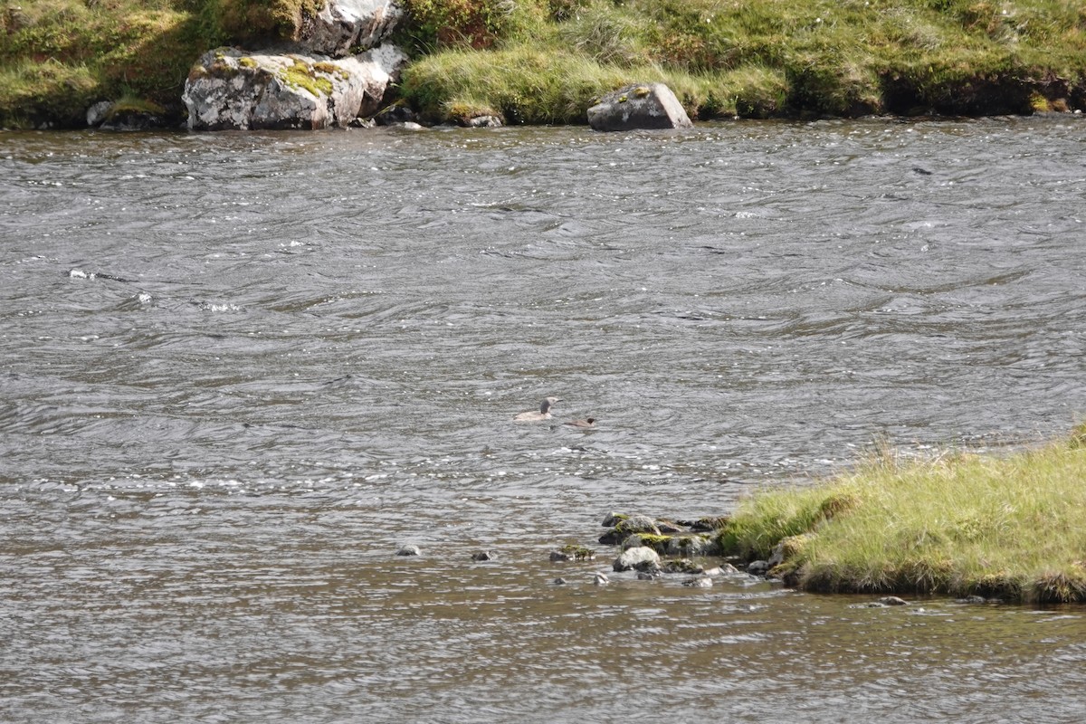 Red-throated Loon - ML639148202