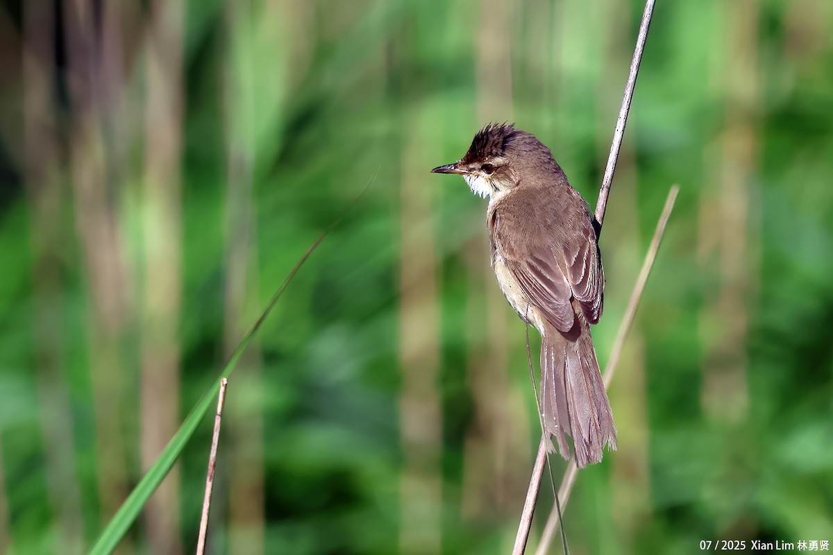 Blunt-winged Warbler - ML639148209