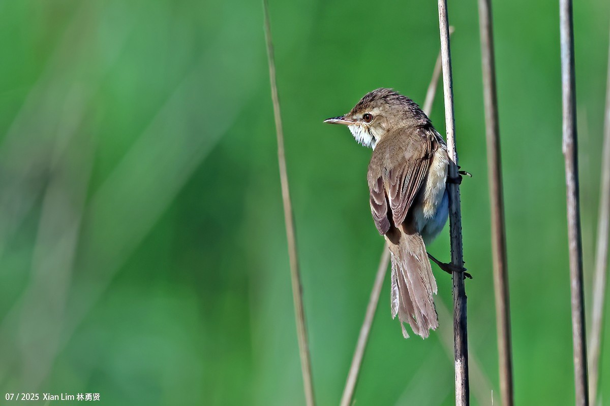 Blunt-winged Warbler - ML639148210