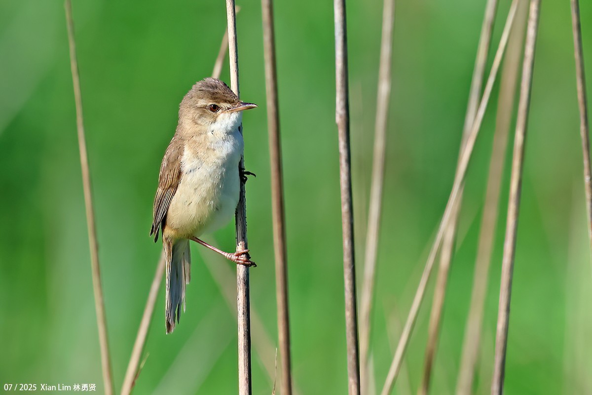Blunt-winged Warbler - ML639148211