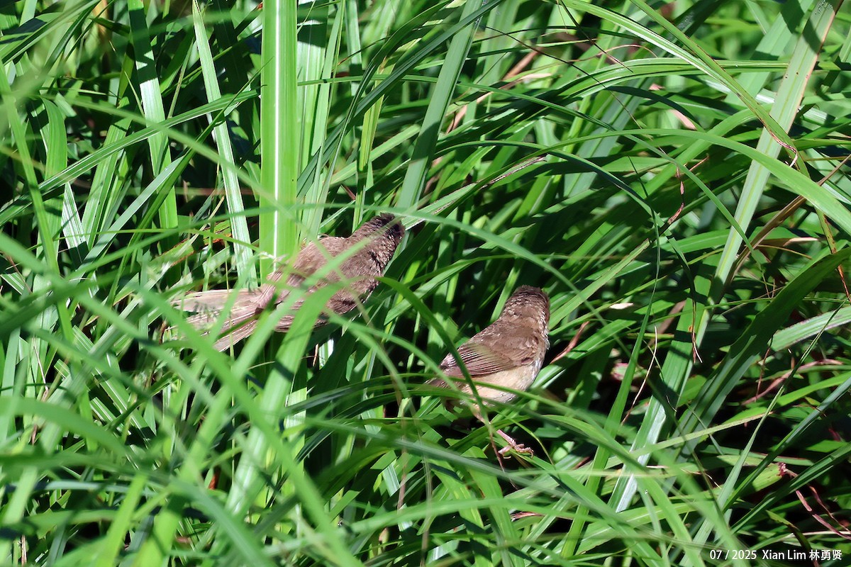 Blunt-winged Warbler - ML639148212
