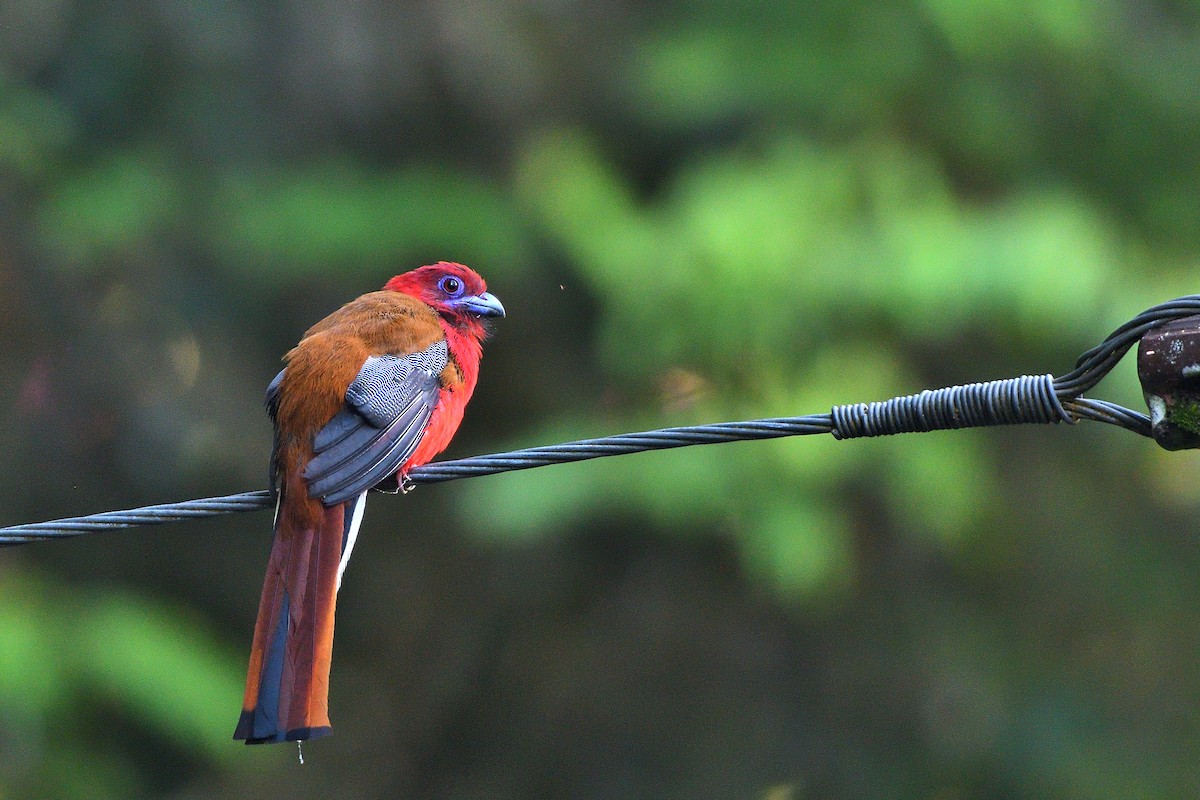 Red-headed Trogon - ML639148217