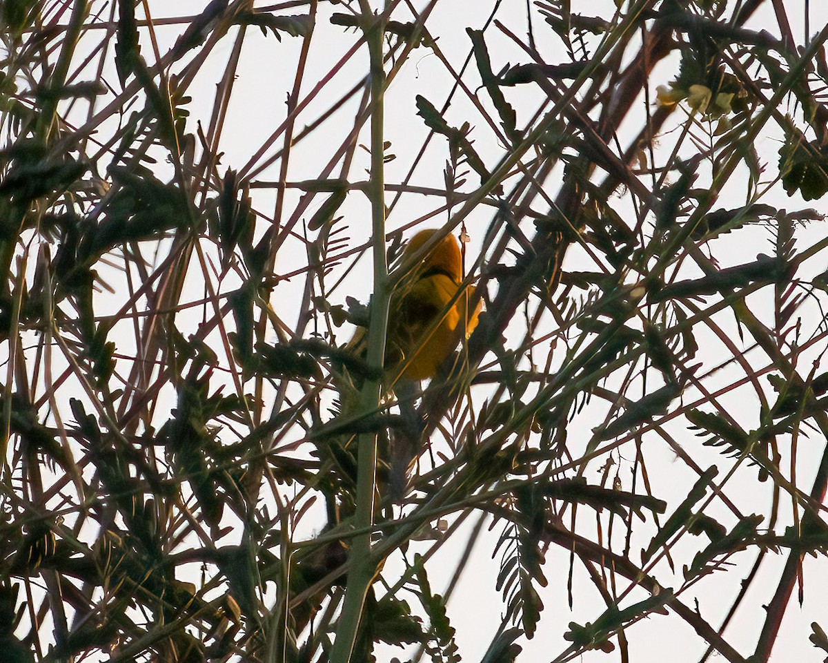 Village Weaver - ML639148223