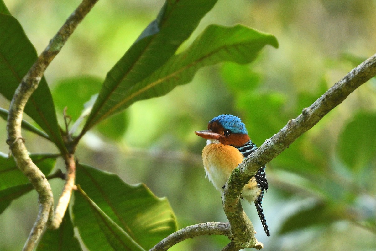Banded Kingfisher - ML639148230