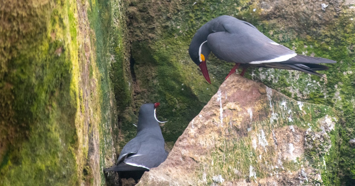 rybák inka - ML639148233