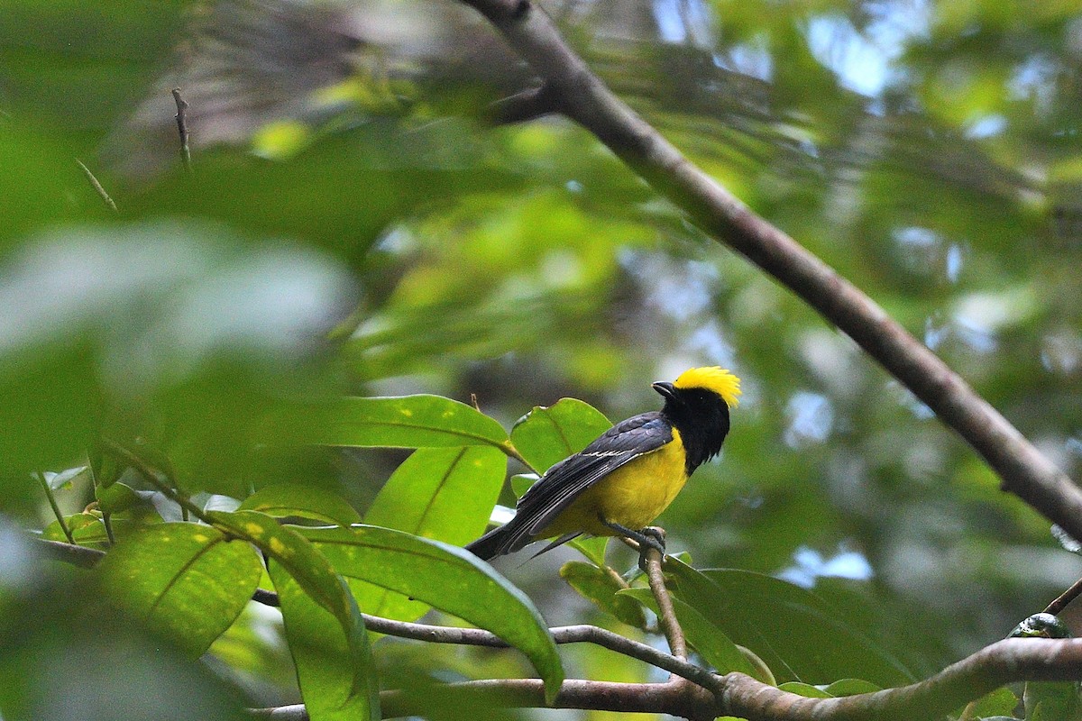 Sultan Tit - ML639148239