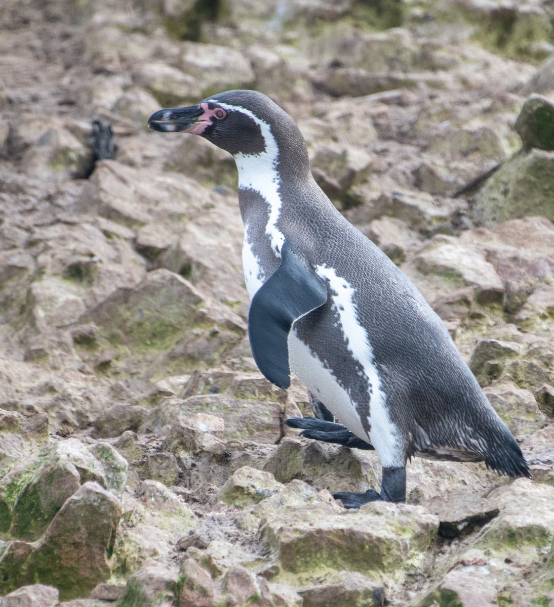 tučňák Humboldtův - ML639148242