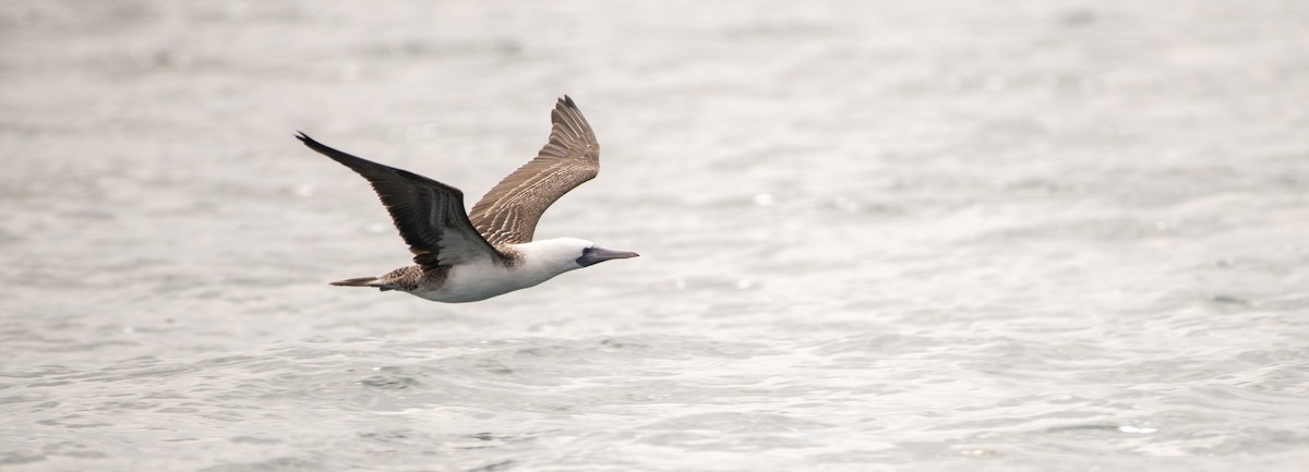 terej guánový - ML639148271