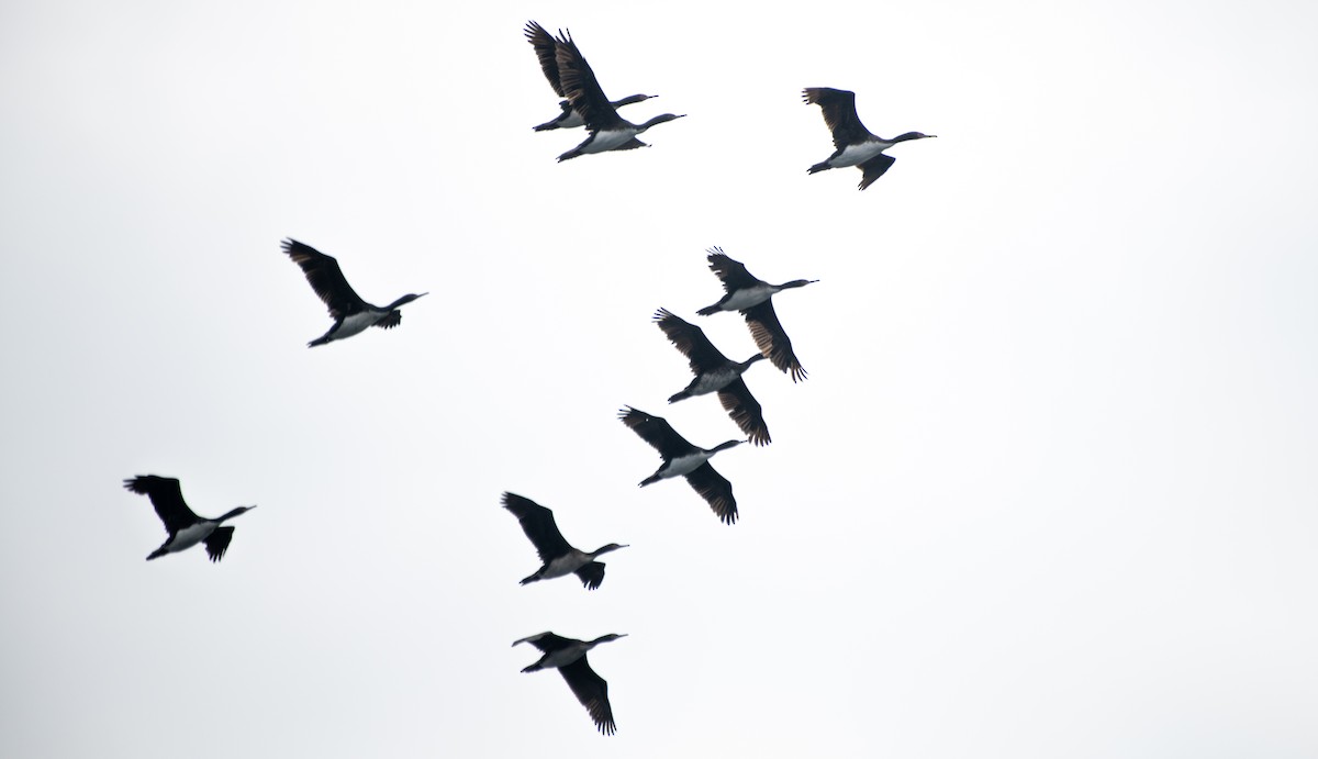 kormorán guánový - ML639148274