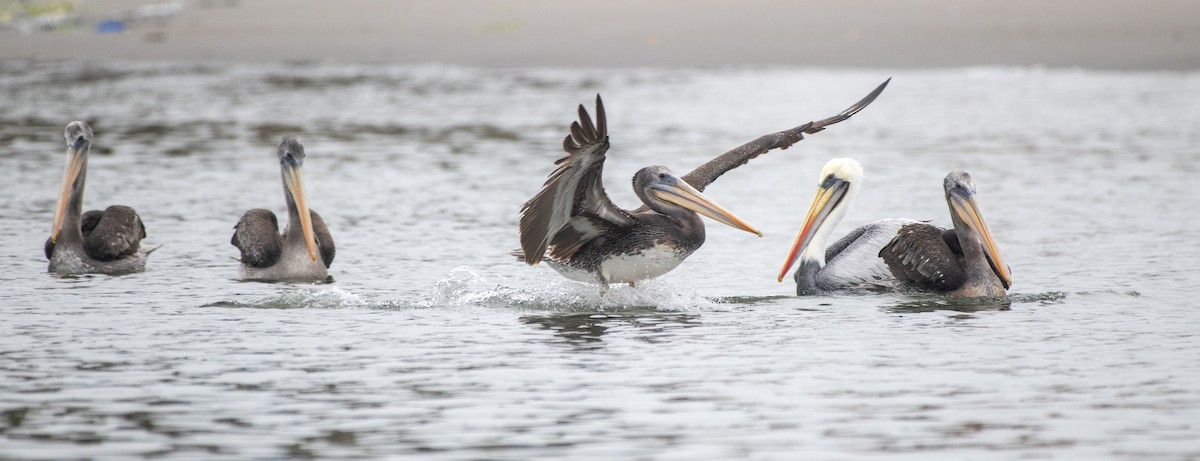 pelikán chilský - ML639148280