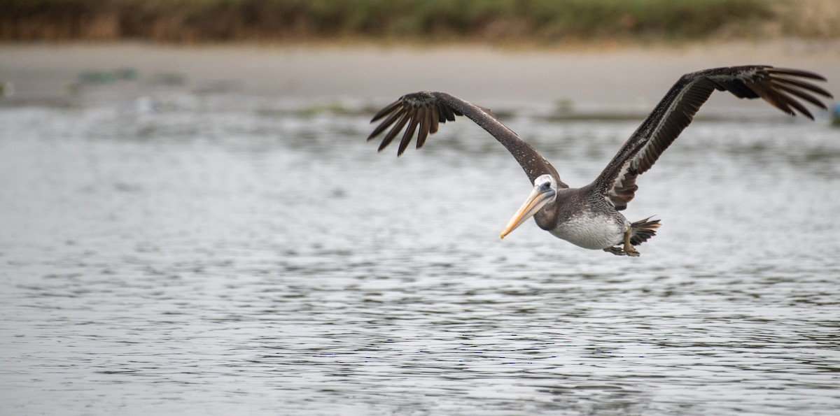 pelikán chilský - ML639148281