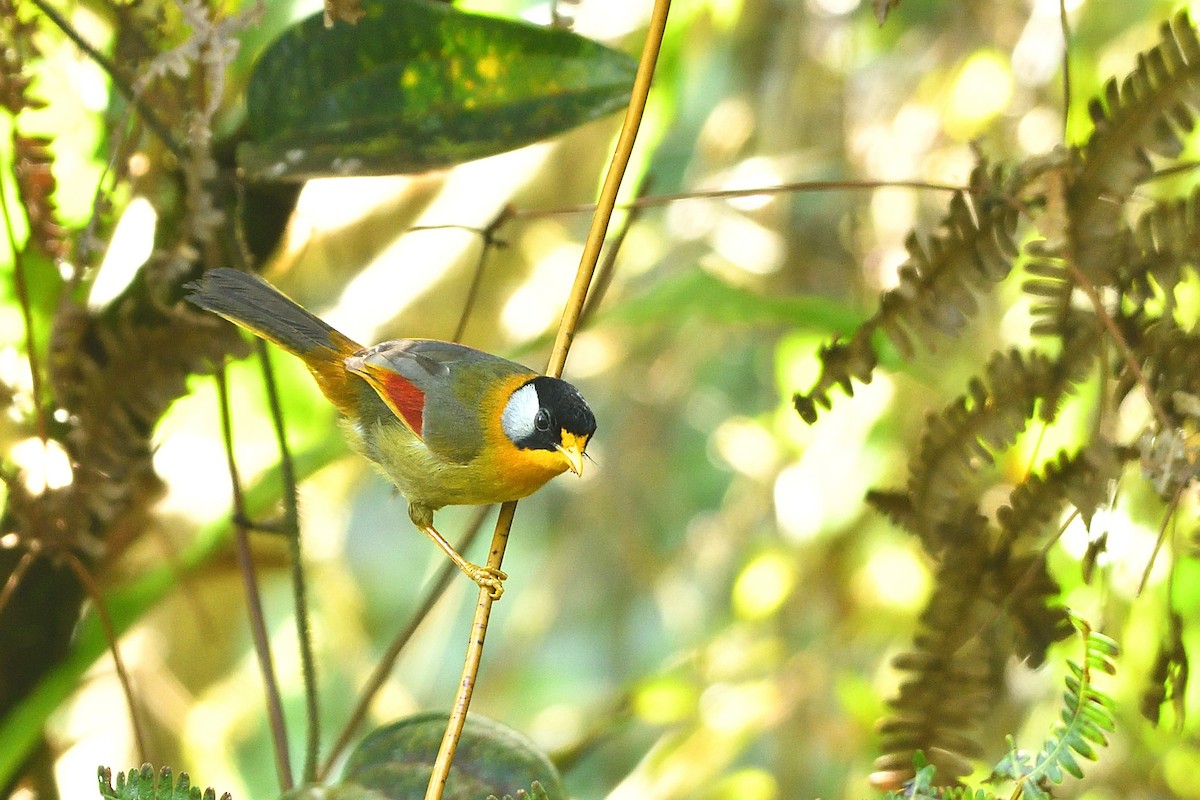 Silver-eared Mesia - ML639148321