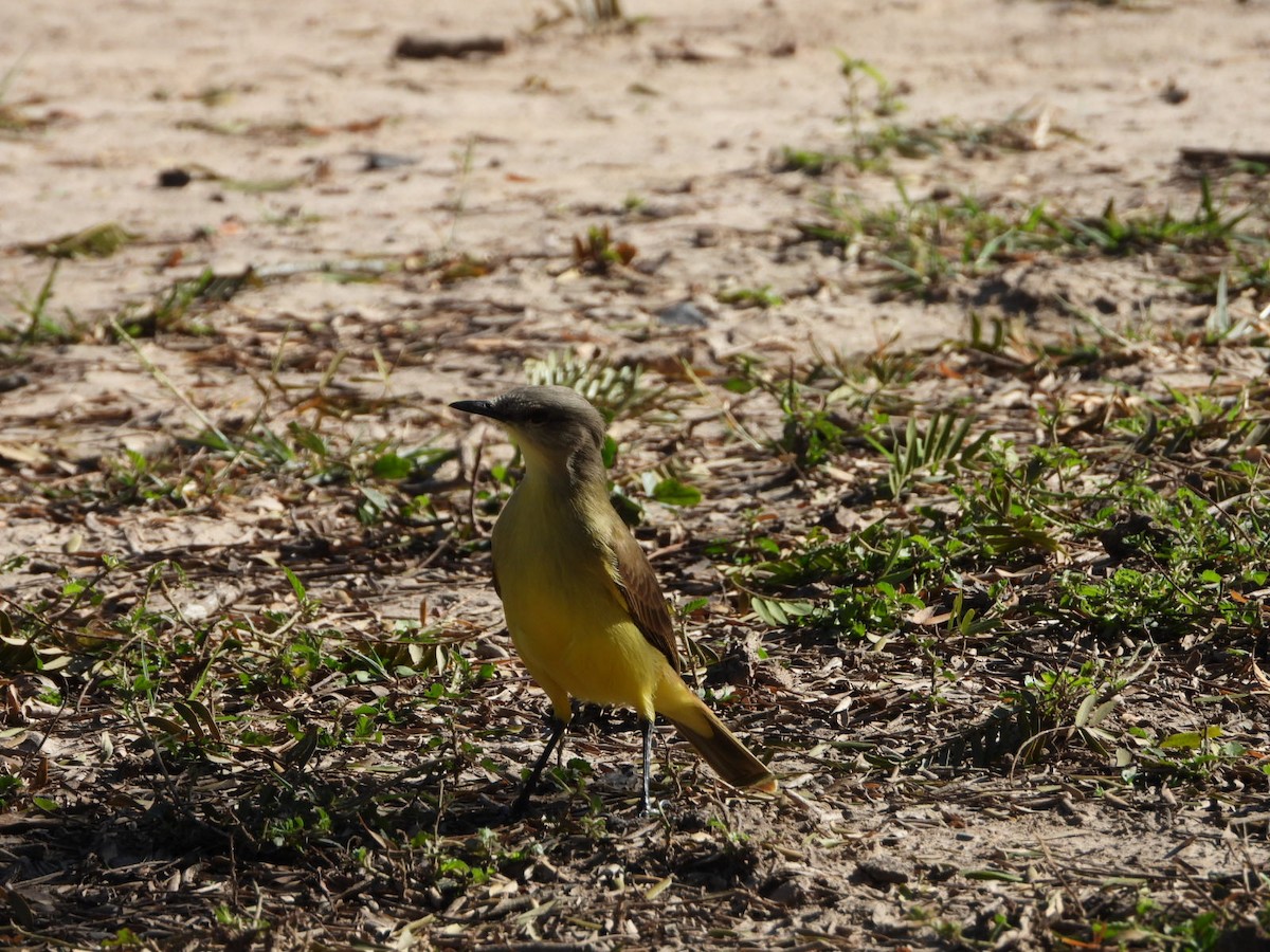 Cattle Tyrant - ML639148325