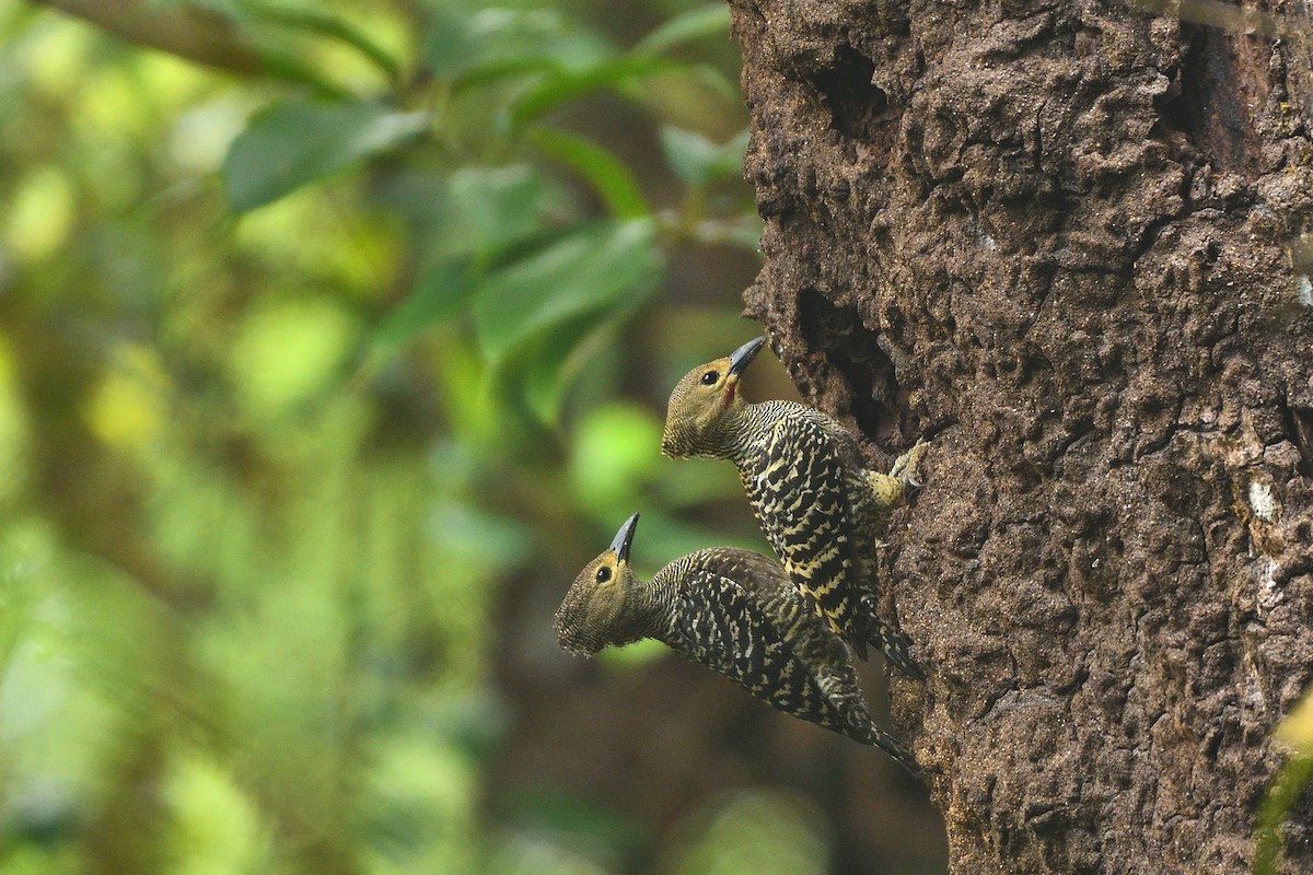 Buff-rumped Woodpecker - ML639148346