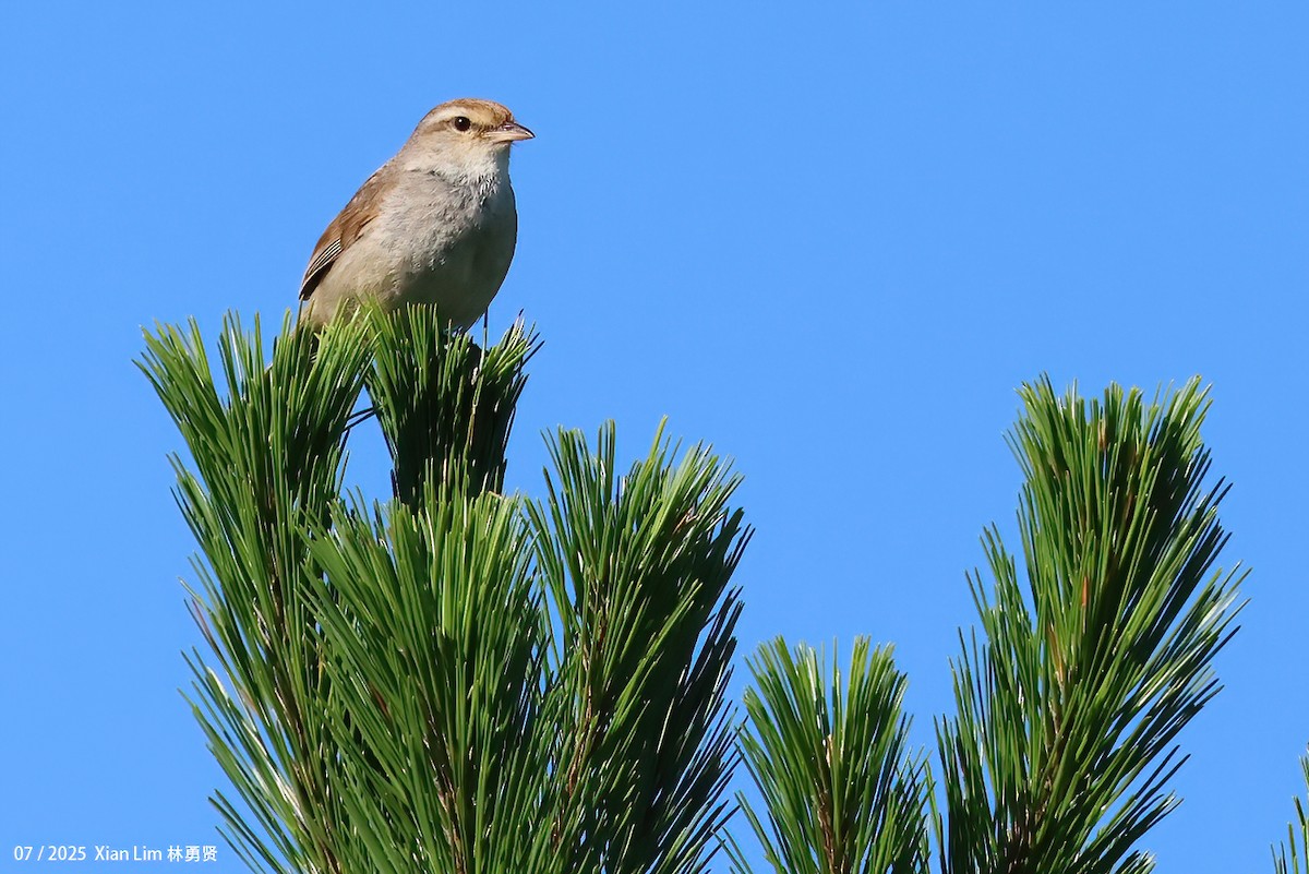 Manchurian Bush Warbler - ML639148348
