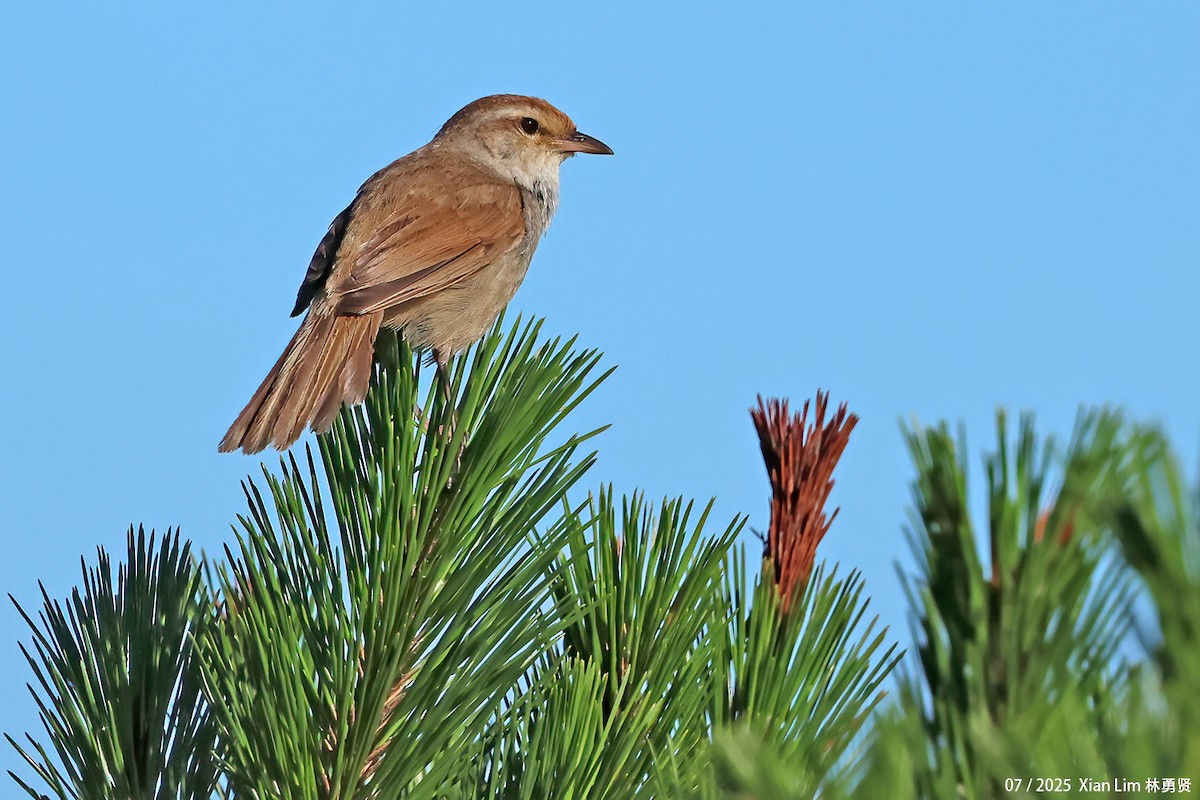 Manchurian Bush Warbler - ML639148349