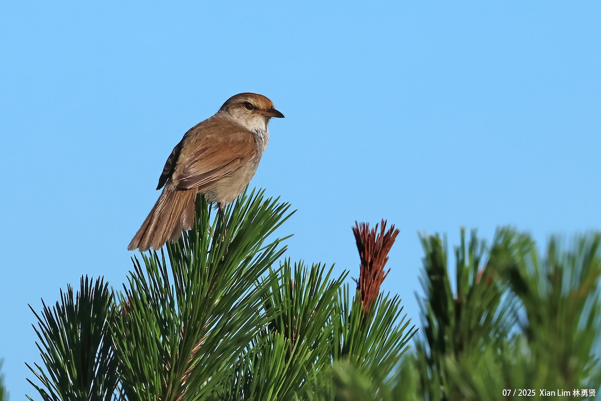 Manchurian Bush Warbler - ML639148350