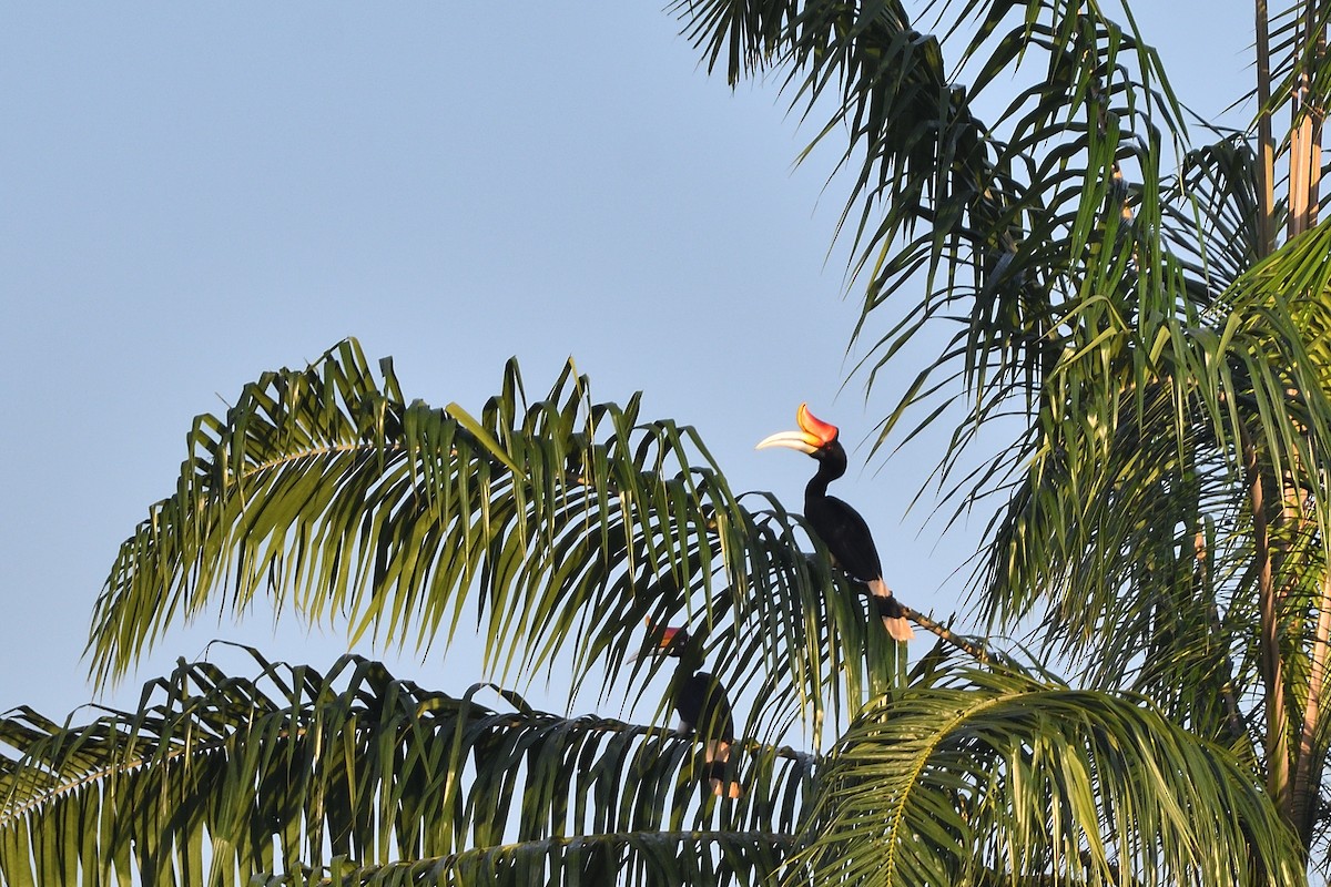 Rhinoceros Hornbill - ML639148365