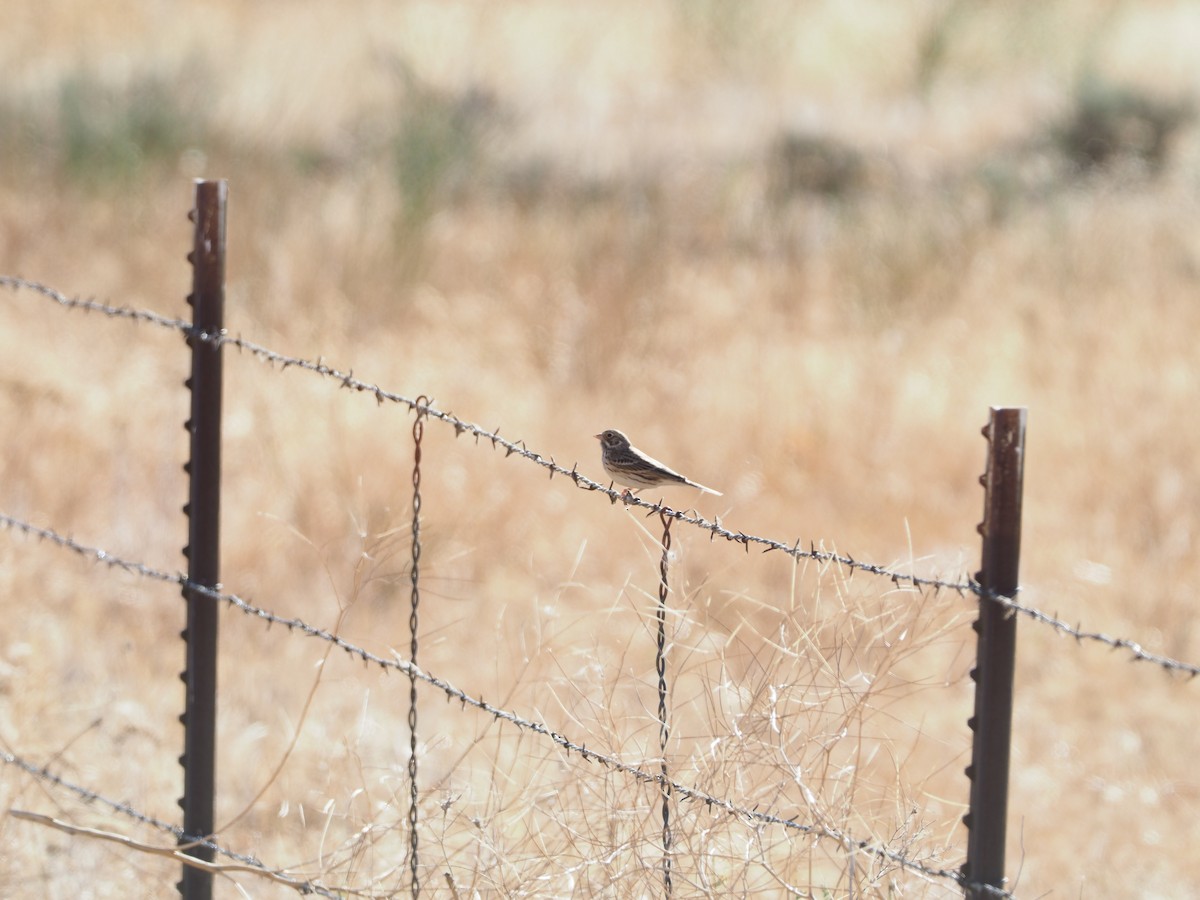 Vesper Sparrow - ML639148367