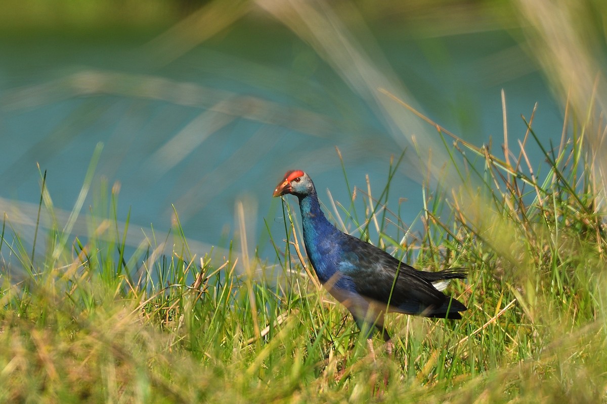 Gray-headed Swamphen - ML639148373