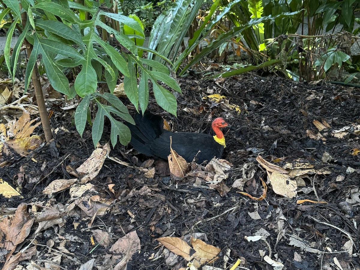 Australian Brushturkey - ML639148492