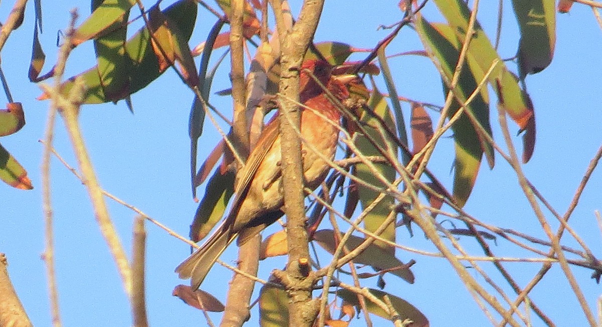 Purple Finch (Western) - ML639148502