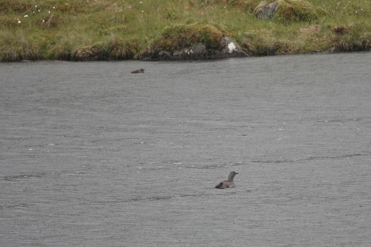 Red-throated Loon - ML639148511