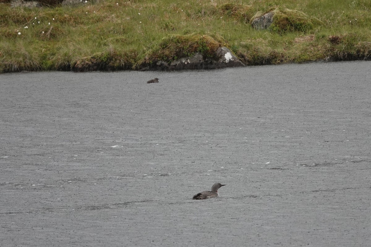 Red-throated Loon - ML639148512