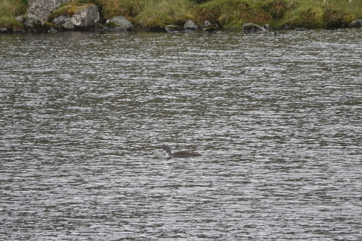Red-throated Loon - ML639148513