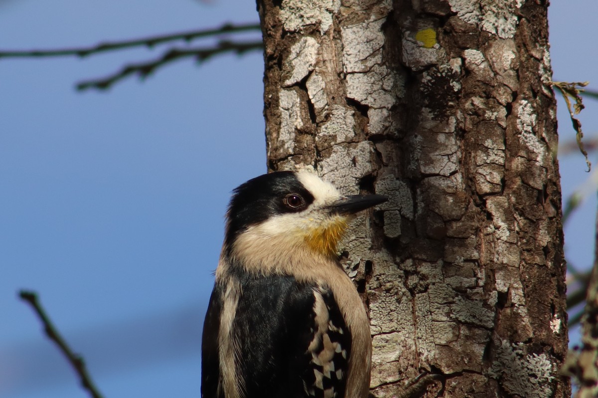 White-fronted Woodpecker - ML639148569