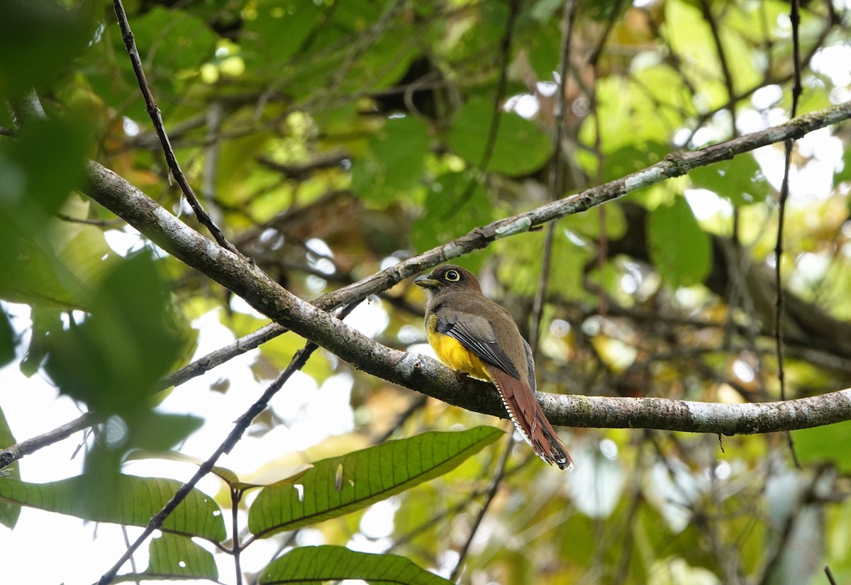Choco Black-throated Trogon - ML639148634