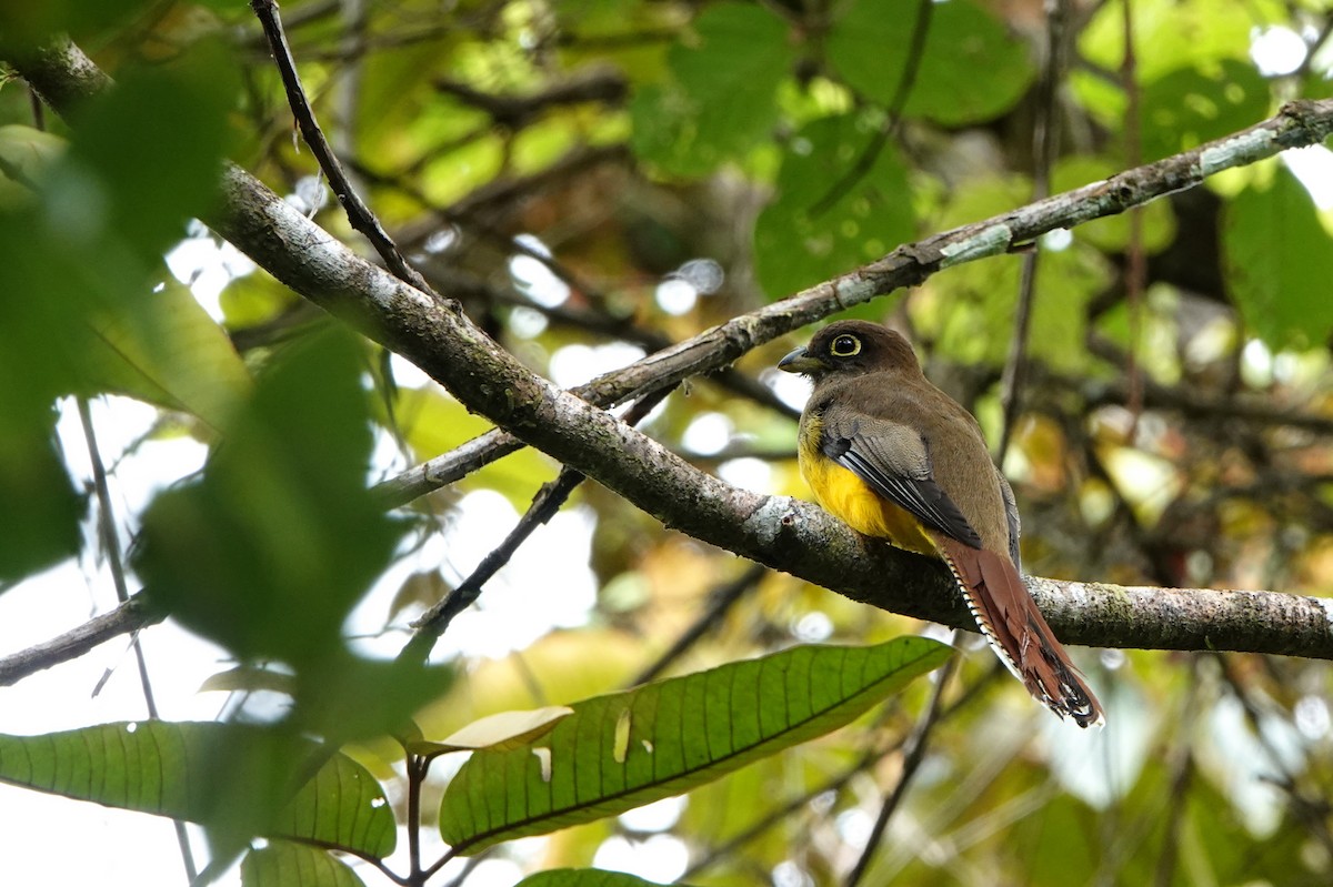 Choco Black-throated Trogon - ML639148635